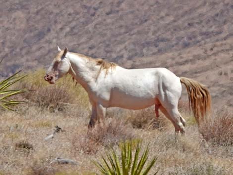 Feral Horse (Equus caballus)