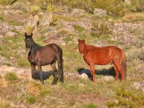 Feral Horse (Equus caballus)