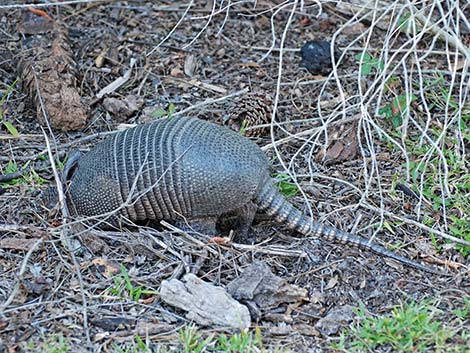 Nine-banded Armadillo (Dasypus novemcinctus)