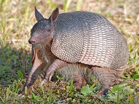 Nine-banded Armadillo (Dasypus novemcinctus)