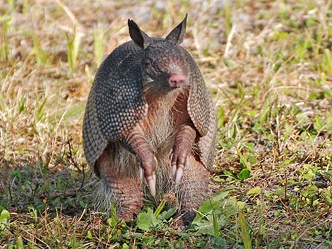 Nine-banded Armadillo (Dasypus novemcinctus)