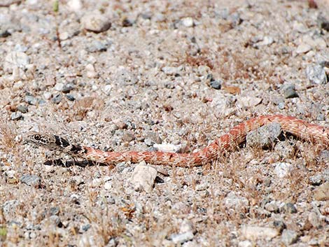 Coachwhip (Masticophis flagellum)