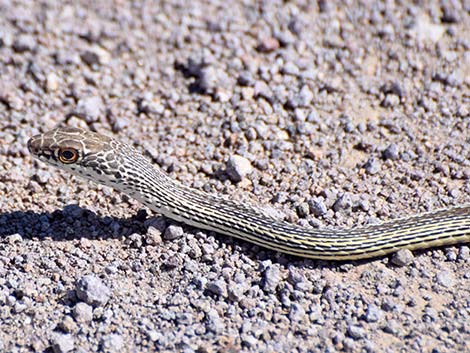 Striped Whipsnake (Masticophis taeniatus)