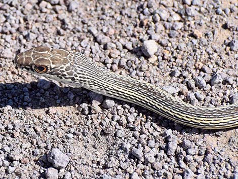 Striped Whipsnake (Masticophis taeniatus)