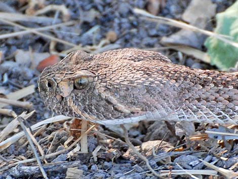 Western Diamond-backed Rattlesnake (Crotalus atrox)