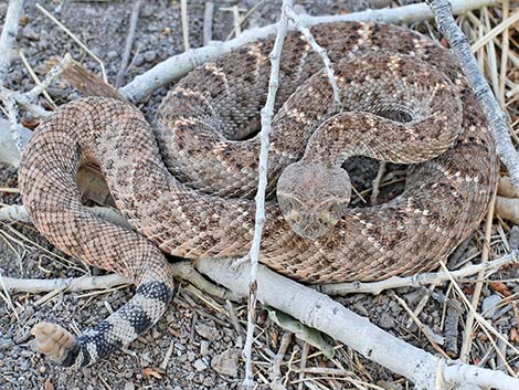 Western Diamond-backed Rattlesnake (Crotalus atrox)