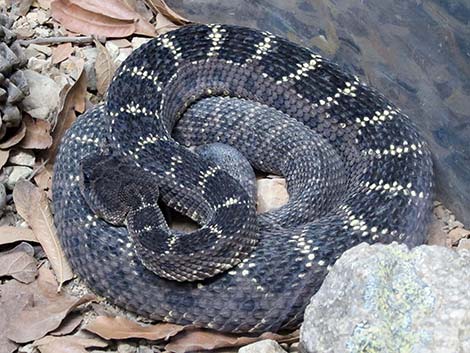 Arizona Black Rattlesnake (Crotalus cerberus)