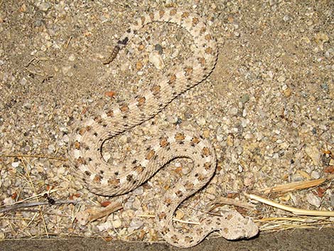 Sidewinder (Crotalus cerastes)