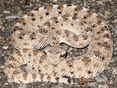 Sidewinder (Crotalus cerastes)