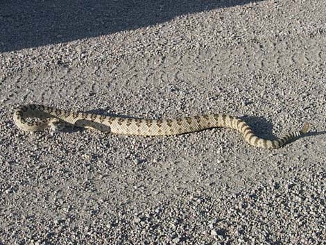 Great Basin Rattlesnake (Crotalus oreganus lutosus)