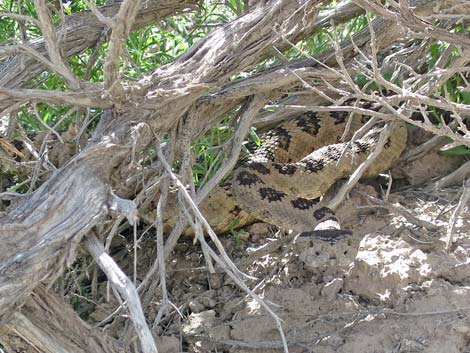 Western Rattlesnake (Crotalus oreganus lutosus)