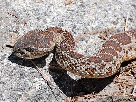 Northern Pacific Rattlesnake (Crotalus oreganus oreganus)