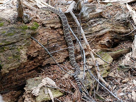 Northern Pacific Rattlesnake (Crotalus oreganus oreganus)