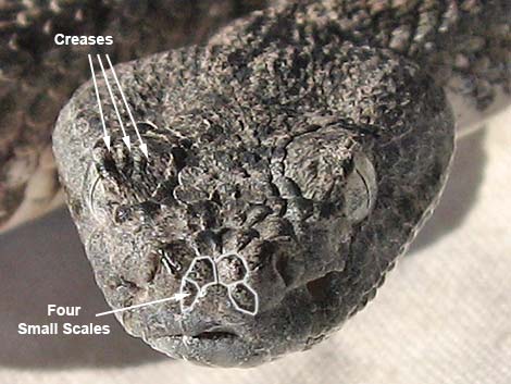 Southwestern Speckled Rattlesnake (Crotalus pyrrhus))