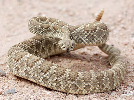 Mojave Rattlesnake (Crotalus scutulatus)