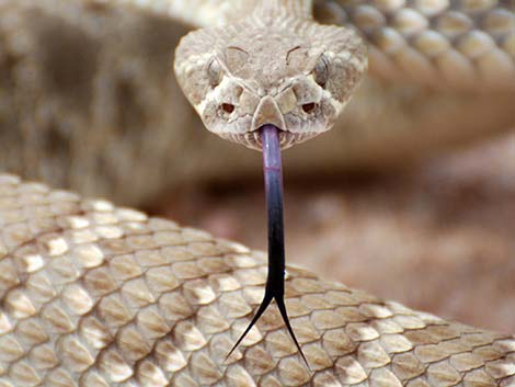 Mojave Rattlesnake (Crotalus scutulatus)