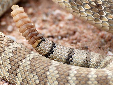 Mojave Rattlesnake (Crotalus scutulatus)