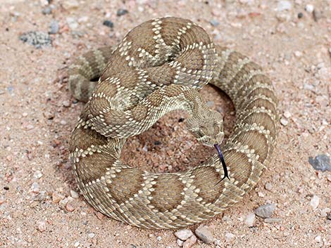 Mojave Rattlesnake (Crotalus scutulatus)