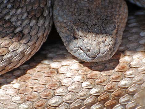 Panamint Rattlesnake (Crotalus stephensi)