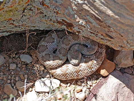 Panamint Rattlesnake (Crotalus stephensi)