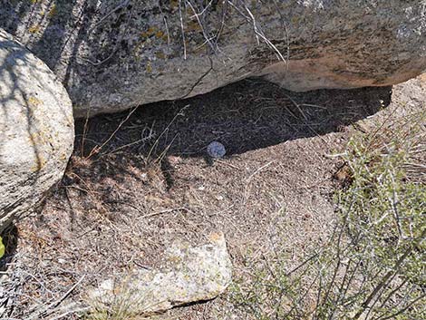 Panamint Rattlesnake (Crotalus stephensi)