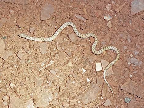 Night Snake (Hypsiglena chlorophaea)