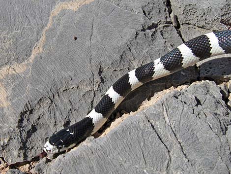 California Kingsnake (Lampropeltis californiae)