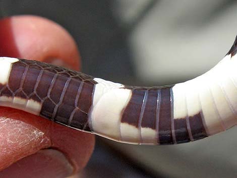 California Kingsnake (Lampropeltis californiae)