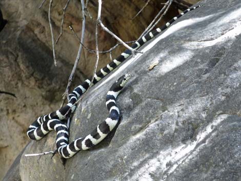 California Kingsnake (Lampropeltis californiae)