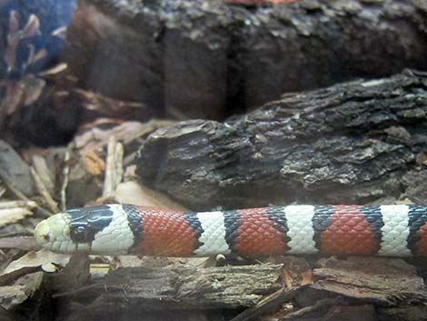 Sonoran Mountain Kingsnake (Lampropeltis pyromelana)