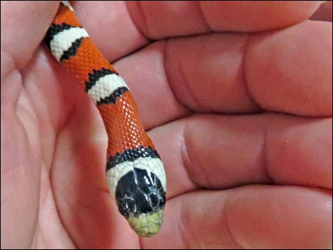 Sonoran Mountain Kingsnake (Lampropeltis pyromelana)