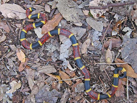 Texas Coral Snake (Micrurus tener)