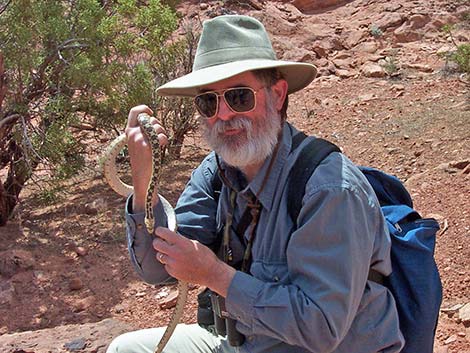 Gopher Snake (Pituophis catenifer)