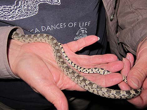 Gopher Snake (Pituophis catenifer)