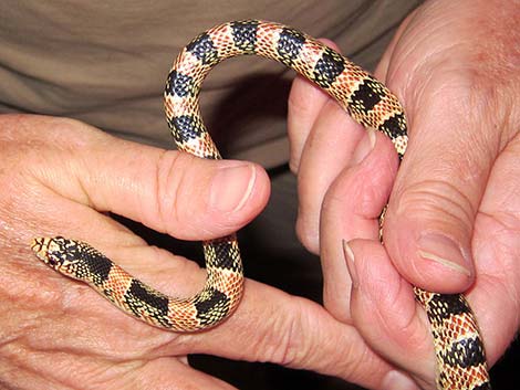 Long-nosed Snake (Rhinocheilus lecontei)