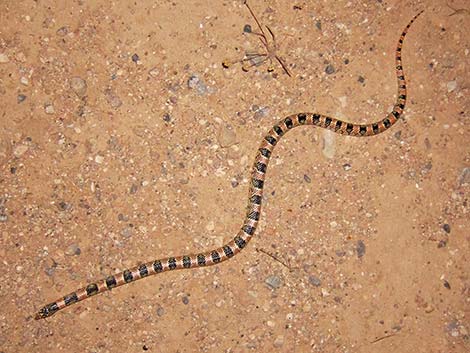 Long-nosed Snake (Rhinocheilus lecontei)