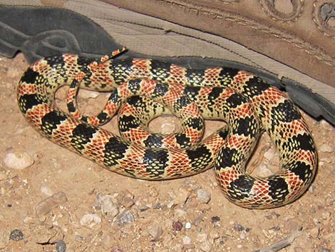 Long-nosed Snake (Rhinocheilus lecontei)