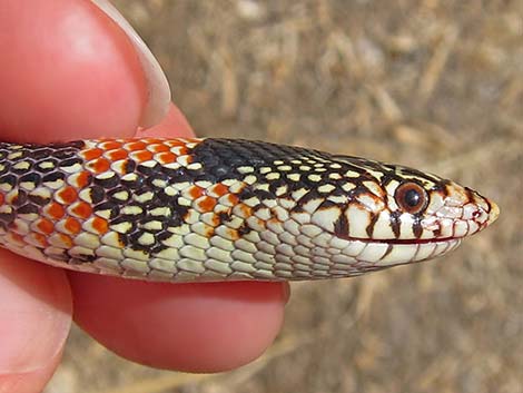 Long-nosed Snake (Rhinocheilus lecontei)