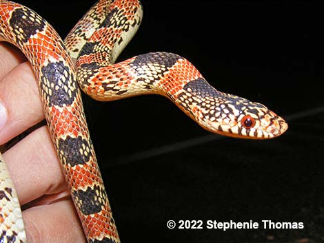 Long-nosed Snake (Rhinocheilus lecontei)