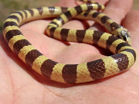 Western Groundsnake (Sonora semiannulata)