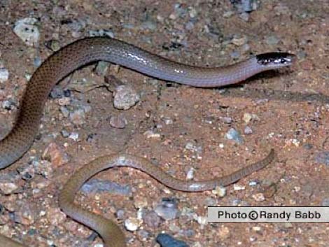 Southwestern Black-Headed Snake (Tantilla hobartsmithi)