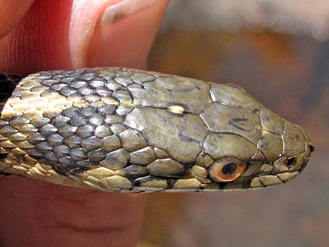 Wandering Gartersnakes (Thamnophis elegans vagrans)