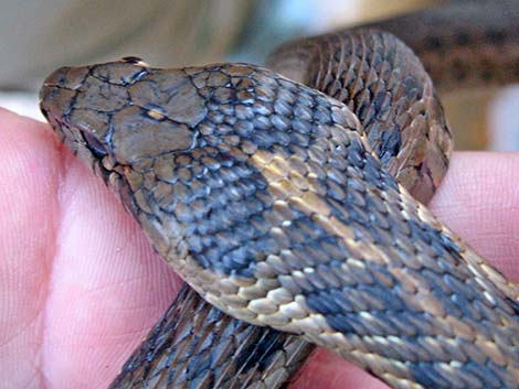 Wandering Gartersnakes (Thamnophis elegans vagrans)