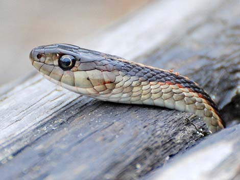 Common Garter Snake (Thamnophis sirtalis)