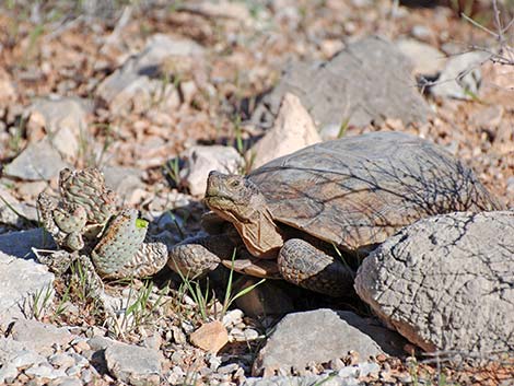 Desert Tortoise (Gopherus agassizii)