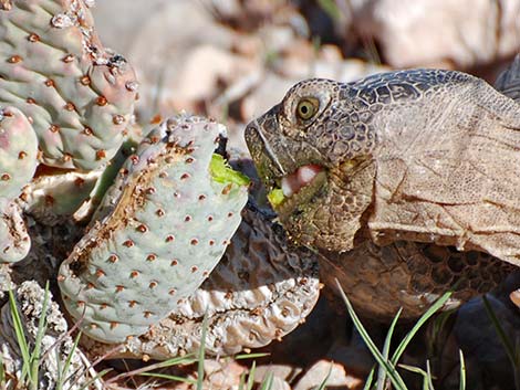 Desert Tortoise (Gopherus agassizii)