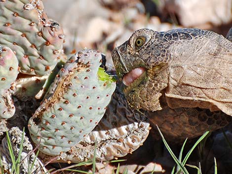 Desert Tortoise (Gopherus agassizii)