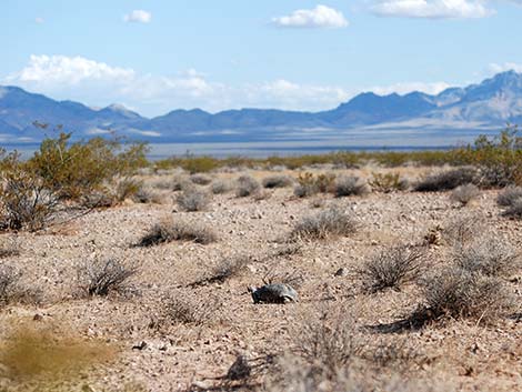 Desert Tortoise (Gopherus agassizii)