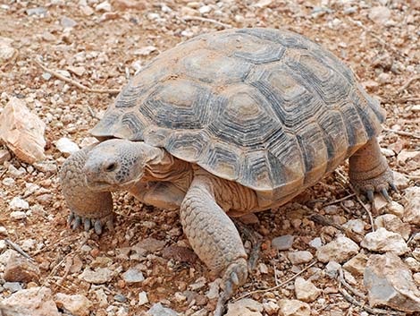 Desert Tortoise (Gopherus agassizii)