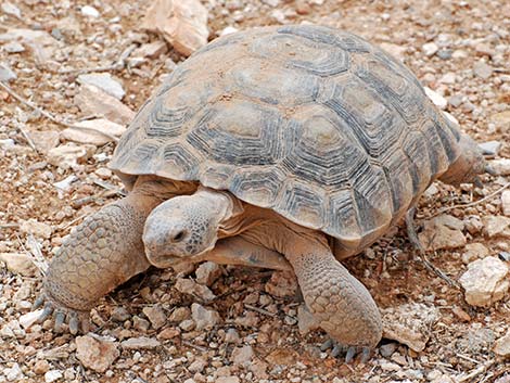 Desert Tortoise (Gopherus agassizii)